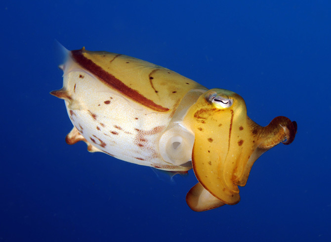 01 Cuttlefish.jpg